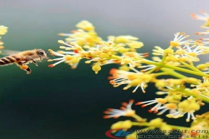 6万买车加改装，自改福特新全顺房车畅游云南